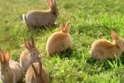 新手如何养兔子