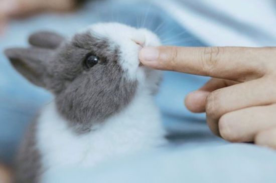宠物兔怎么样不会臭