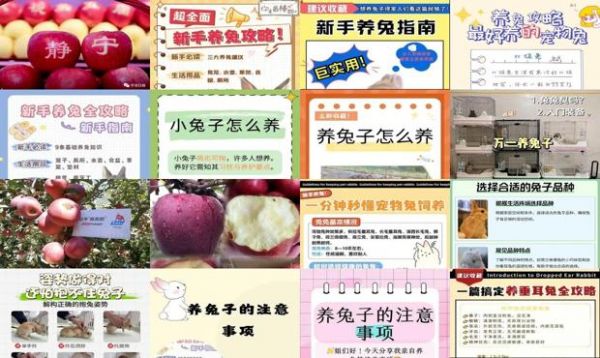 宠物兔如何饲养不臭