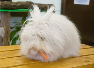 巨型安哥拉兔臭吗