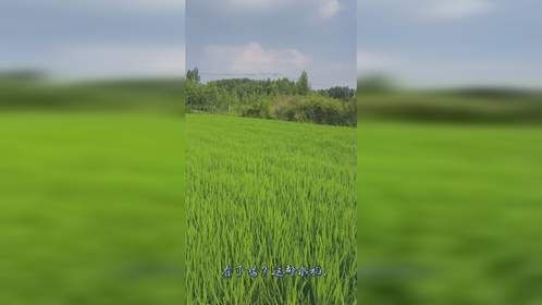 阿峰生活记录之走在田间地头