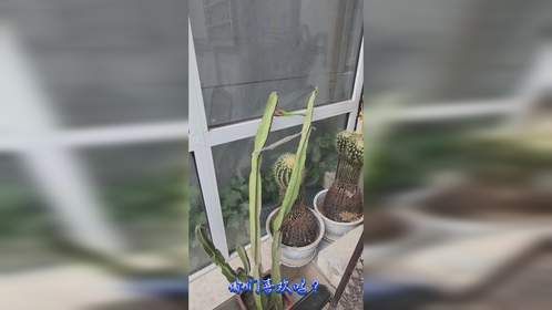 阿峰生活记录之我养的仙人柱一年第二次开花