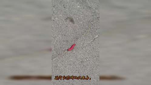 流云余锋走天下小区内惊现恐怖虫子