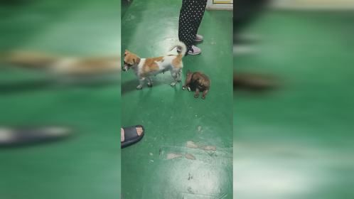 流云余锋宠物世界之医生家的小狗