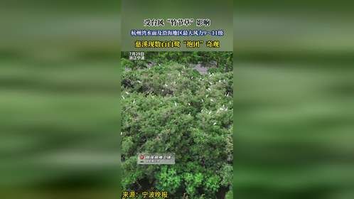 受台风“竹节草”影响，杭州湾水面及沿海地区最大风力9～11级，慈溪现数百白鹭“抱团”奇观