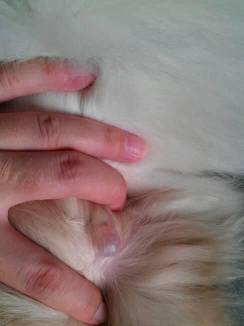 狗狗过敏了是什么样子？如何识别和处理宠物过敏症状？