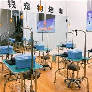 双银宠物教学环境