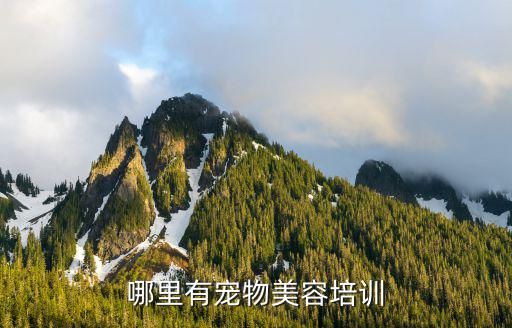 哪里有宠物美容培训