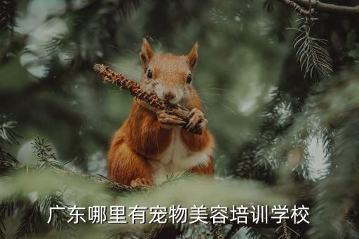 广东哪里有宠物美容培训学校
