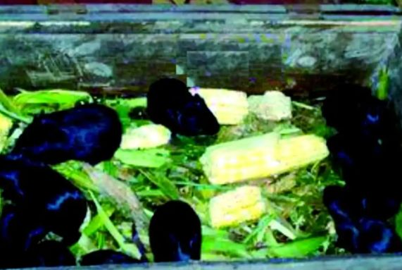 黑豚鼠高效养殖指南：从场地到饲料的全方位解析