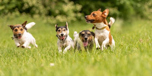 杰克罗素犬在草地上玩耍