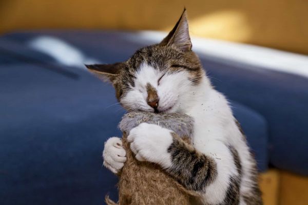 猫舔猫薄荷