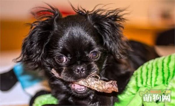 世界名犬之京巴狗，一听这带京的名号就知道不平凡，果不其然！