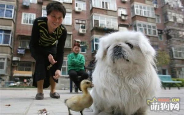 世界名犬之京巴狗，一听这带京的名号就知道不平凡，果不其然！