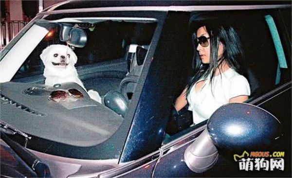 世界名犬之京巴狗，一听这带京的名号就知道不平凡，果不其然！