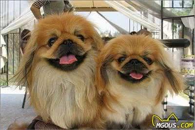 京说宠物丨关于京巴犬，你知道这些吗？