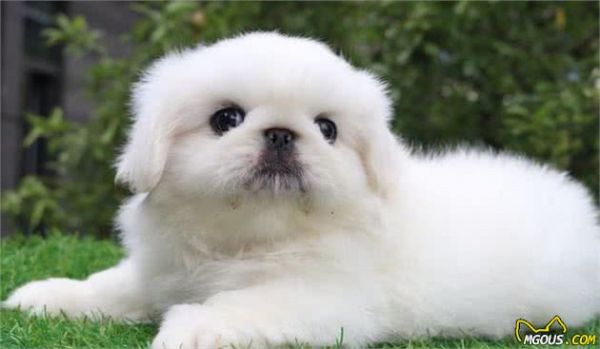 京说宠物丨关于京巴犬，你知道这些吗？