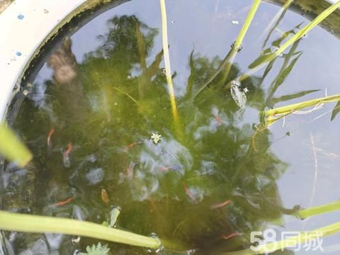 东营宠物赠送/领养·免费赠送孔雀鱼