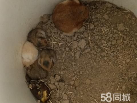 东营宠物赠送/领养·金丝熊，好可爱，生了五只，其中一只白雪公主。 