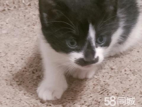 东营宠物赠送/领养·给小奶猫找主人啦！爱猫想养猫能养猫的人，可以联系我，免费领养