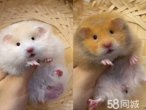 东营宠物赠送/领养·奶油色米波利+大橘带基因