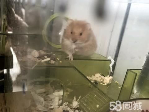 东营宠物赠送/领养·金丝熊