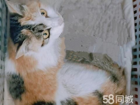 东营宠物赠送/领养·三花猫找养家，喜欢的来领养。 