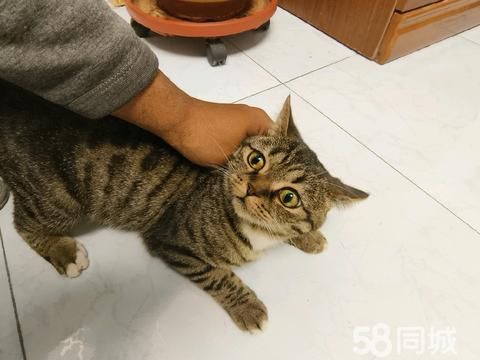 东营宠物赠送/领养·免费送小奶猫