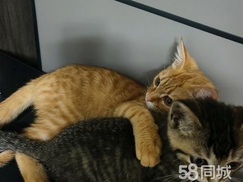 东营宠物赠送/领养·猫咪赠送领养