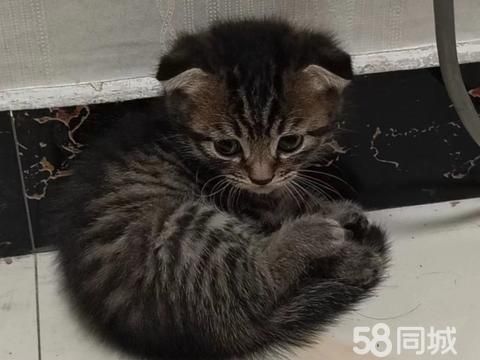 东营宠物赠送/领养·免费送