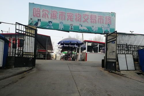 南坪宠物市场营业时间？ 东营的宠物市场在那？