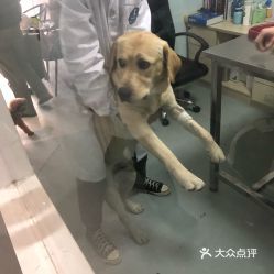 南坪宠物市场营业时间？ 东营的宠物市场在那？