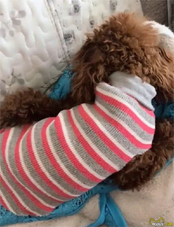 网友晒出亲手为狗狗做的衣服，太有才了，内附教程超简单！