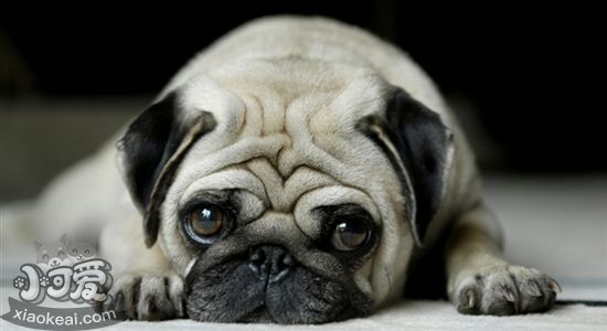 五种可爱的小型犬 萌翻你没商量