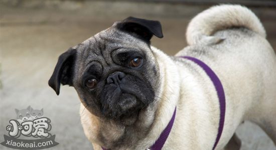 五种可爱的小型犬 萌翻你没商量