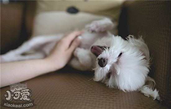 如何挑选狗狗沐浴露 给狗狗买沐浴露要注意什么