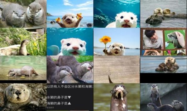 水濑和水獭