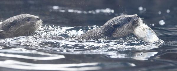 水獭的其它叫法，具有鱼猫、水狗等别称