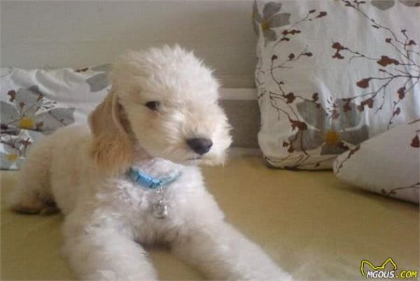 饲养猎水獭犬新技巧，幼犬管理很关键，这些训练方式你知道吗？