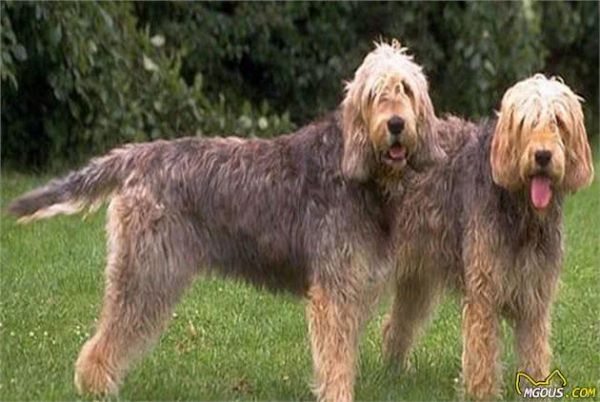 饲养猎水獭犬新技巧，幼犬管理很关键，这些训练方式你知道吗？