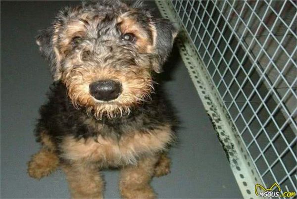 饲养猎水獭犬新技巧，幼犬管理很关键，这些训练方式你知道吗？