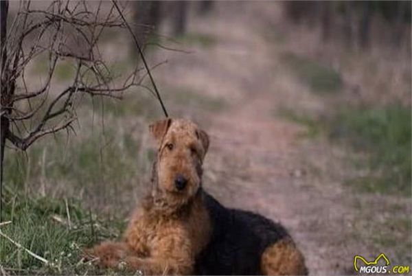 饲养猎水獭犬新技巧，幼犬管理很关键，这些训练方式你知道吗？