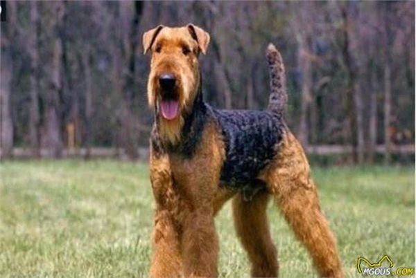 饲养猎水獭犬新技巧，幼犬管理很关键，这些训练方式你知道吗？