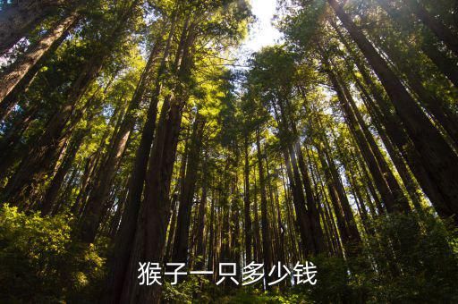 猴子一只多少钱
