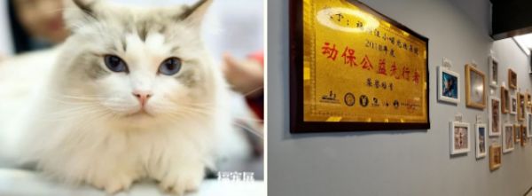 治好爱宠的身病，也要去掉主人的心病_福宠探店