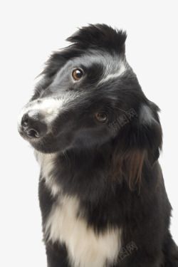 狗小狗宠物动物素材