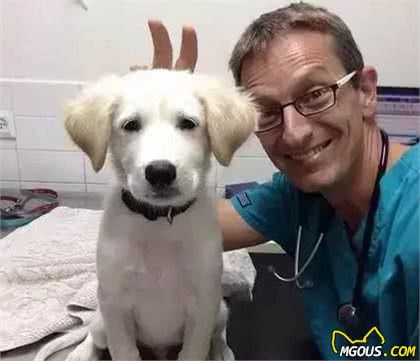 怎样挑选靠谱的宠物医院呢？各位狗主们要知道以下这几点了