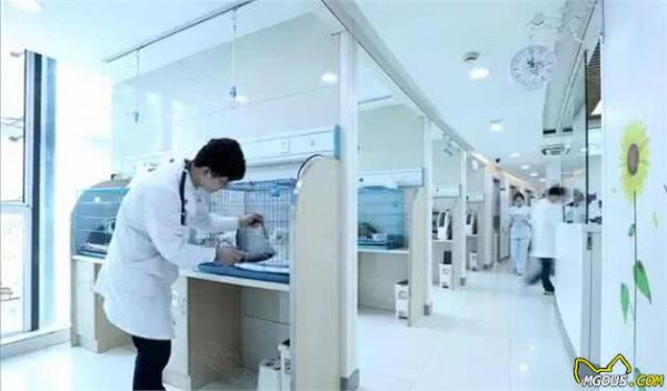 怎样挑选靠谱的宠物医院呢？各位狗主们要知道以下这几点了