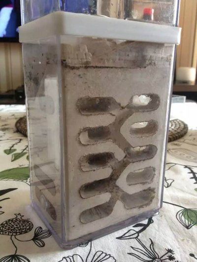 建立一个宠物蚂蚁王国,饲养蚂蚁要做哪些