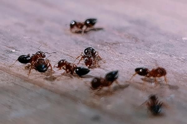 蚂蚁的品种有哪些，以大头蚁、黑蚁、小黄家蚁等6个品种为主